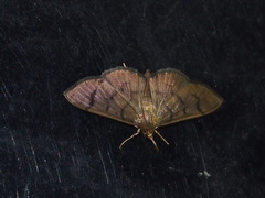 Omiodes pernitescens