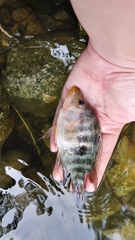 Amphilophus citrinellus