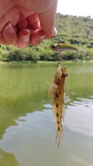 Glossogobius olivaceus
