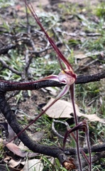 Caladenia polychroma