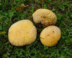 Calvatia rubroflava
