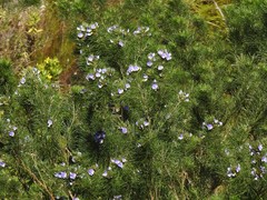 Psoralea ivumba