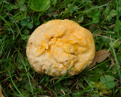 Calvatia rubroflava