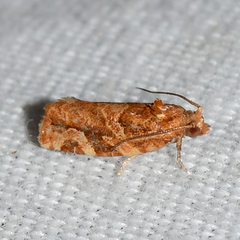 Argyrotaenia hodgesi