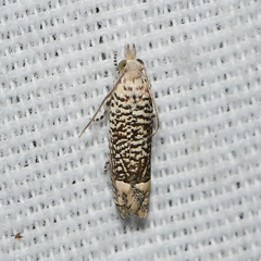 Eucosma argutipunctana