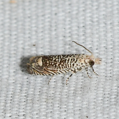 Eucosma argutipunctana