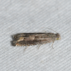 Epiblema minutana