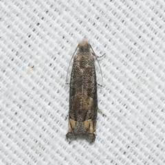 Epiblema minutana