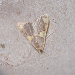 Rehimena phrynealis
