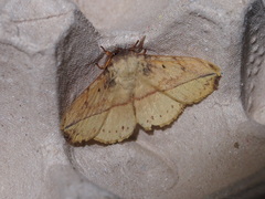 Apha kantonensis