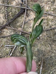 Pterostylis sargentii