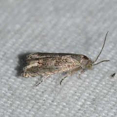 Epiblema minutana