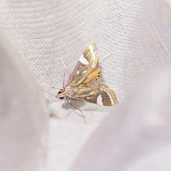 Strepsinoma croesusalis