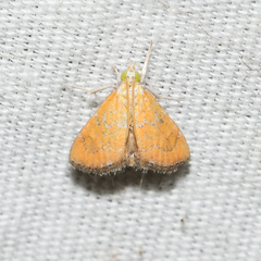 Xanthophysa psychicalis