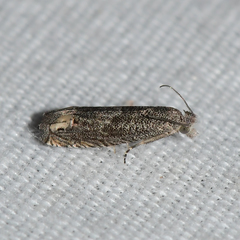 Epiblema minutana
