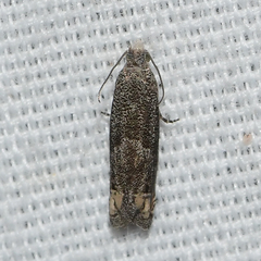 Epiblema minutana