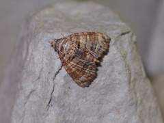 Chlumetia transversa