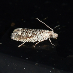 Eucosma argutipunctana