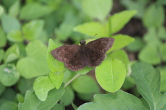 Carcharodini
