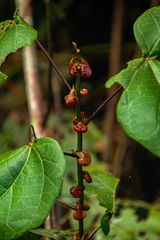 Macaranga saccifera