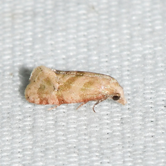 Platphalonidia magdalenae