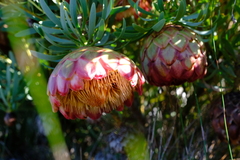 Protea namaquana