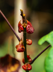 Macaranga saccifera