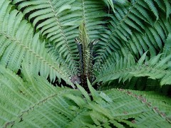 Matteuccia struthiopteris