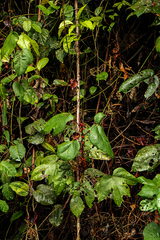 Macaranga saccifera