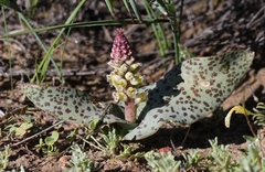 Lachenalia membranacea