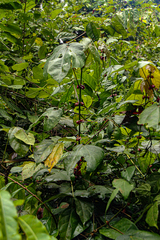 Macaranga saccifera