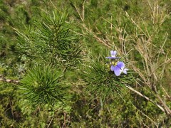 Psoralea ivumba