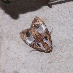 Evonima aperta