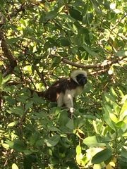 Saguinus oedipus