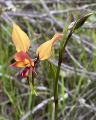 Diuris amplissima