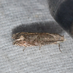 Epiblema minutana