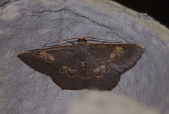 Serratophyga subangulata