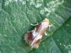 Nepticuloidea