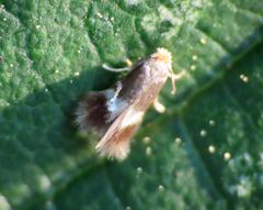 Nepticuloidea
