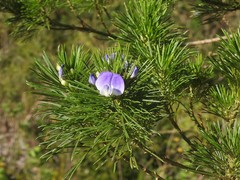 Psoralea ivumba