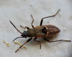 Rhyparochromus vulgaris