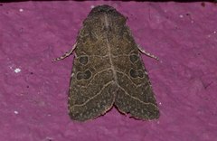 Protorthodes melanopis