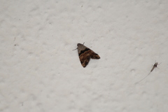 Cobubatha lixiva