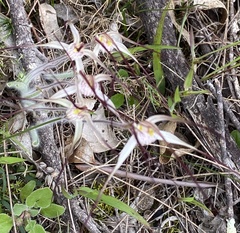 Caladenia varians