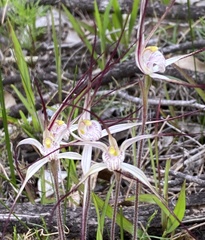 Caladenia varians