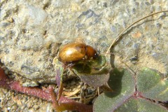 Neocrepidodera transversa