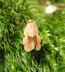 Clepsis listerana