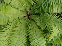 Matteuccia struthiopteris