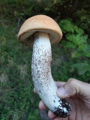 Leccinum
