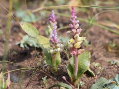 Lachenalia membranacea